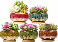 Cute Ceramic Succulent Garden Pots, Planter with Drainage and Attached Saucer, Set of 5 -Plants Not Included (Round+White Border) - color: Round+white Border