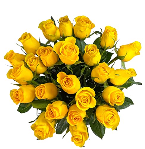 25 Yellow Roses | Arabella Bouquets | Real Fresh Flowers for Delivery, Gift for Birthday Women, Congratulations, Anniversary, Thank You, Mother's Day - color: Yellow, size: 25 Stems