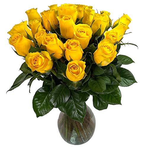 25 Yellow Roses | Arabella Bouquets | Real Fresh Flowers for Delivery, Gift for Birthday Women, Congratulations, Anniversary, Thank You, Mother's Day - color: Yellow, size: 25 Stems