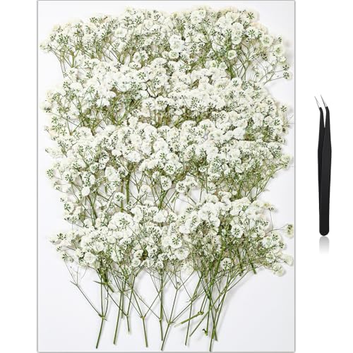 56Pcs Babys Breath Mini Dried Pressed Flowers for Crafts, Real Natural Flat White Dry Flowers Bulk for DIY Wedding Invitation, Resin Art, Card, Bookmark, Scrapbook, Jewelry, Frame, Candle, Soap Making - color: White Baby's Breath 56pcs