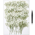 56Pcs Babys Breath Mini Dried Pressed Flowers for Crafts, Real Natural Flat White Dry Flowers Bulk for DIY Wedding Invitation, Resin Art, Card, Bookmark, Scrapbook, Jewelry, Frame, Candle, Soap Making - color: White Baby's Breath 56pcs