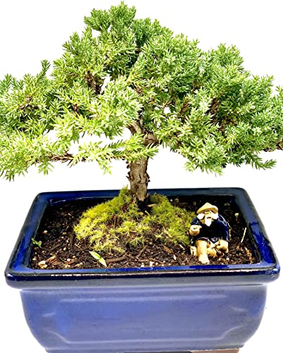 Live Dwarf Juniper Bonsai Tree 7 Year Old | Juniper or Jade Bonsai Tree | Indoor/Outdoor | 100% Handcrafted| Home and Office Décor | Best Gift for Holiday - color: Juniper Mf