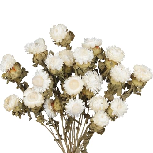 20 Pcs Dried Daisy Flower Bouquet Natural Dried Gerber Daisies Flowers Bundles Real Dried Flowers Mums Chrysanthemum Floral Arrangements for Wedding Party Table Centerpiece Decor Farmhouse - color: White