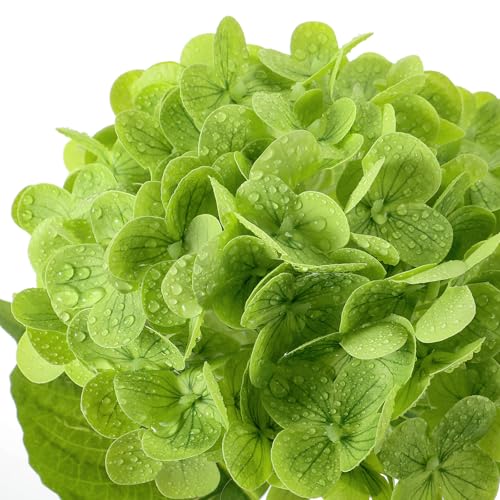 XunYee 4 Pcs Hydrangea Artificial Flowers 20 Inch White and Green Faux Hydrangea Flowers with Long Stem Realistic Fake Hydrangeas Arrangements Wedding Bouquet Table Centerpieces Home Indoor Decor - color: White, Green