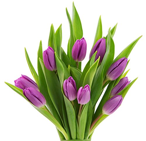 KaBloom Bouquet of Fresh Purple Tulips (Farm-Fresh, Cut-to-Order and Homegrown in the USA) - color: Purple, size: 10, style: Without Vase