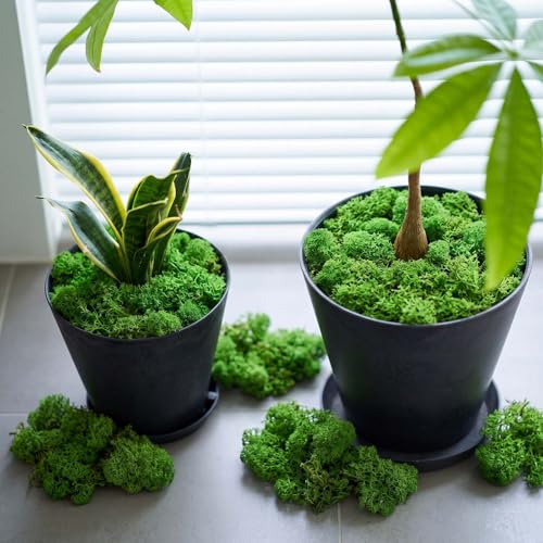 Suncalla Green Artificial Moss for Crafts 43.32oz/2.7lb Fake Green Moss Faux Grass for Potted Plants Indoor Bulk Large Capacity Fairy Garden DIY Decoration Model Making Walls Table Decors Home - color: Green