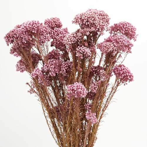 Natural Preserved Millet Flowers Dried Bouquet Flowers and Plants Arrangements for Home and Wedding Decoration (Cherry Pink) - color: Cherry Pink