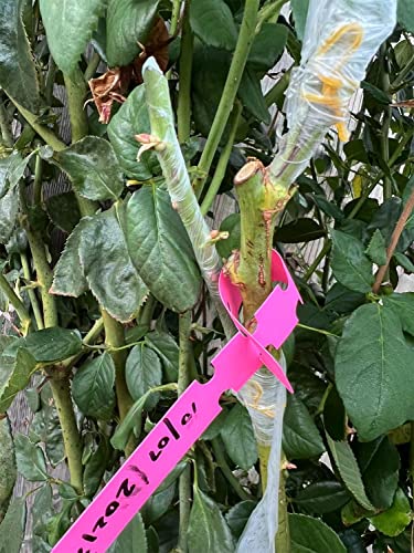 HAINANSTRY Grafting Tape 2 PCS, Stretchable Garden Grafting Tape Plants Repair Tapes for Floral Fruit Tree and Poly Budding Tape - Green & White - size: Pack of 2
