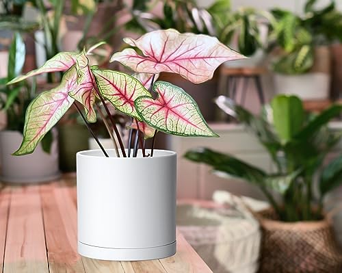 D'vine Dev 2 Pack 6 Inch Modern Plastic Plant Pots, Small Garden Planters for Plant with Drainage Holes and Saucers, White Color, 74-Z-J-1 - size: 6"