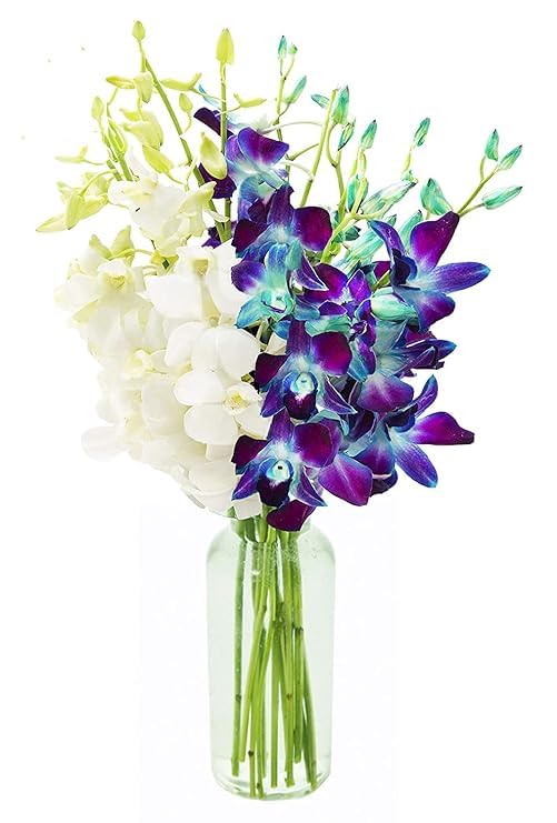 KaBloom-20 Blue&White Orchid Bouquet,Flowers for Valentine, Mother's Day - color: Ocean Blue and Pure White, size: 20 count, style: With Vase