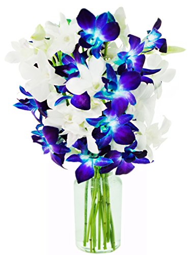 Blooms2Door-10 Blue&White Orchid Flowers for Valentine, Mother's Day