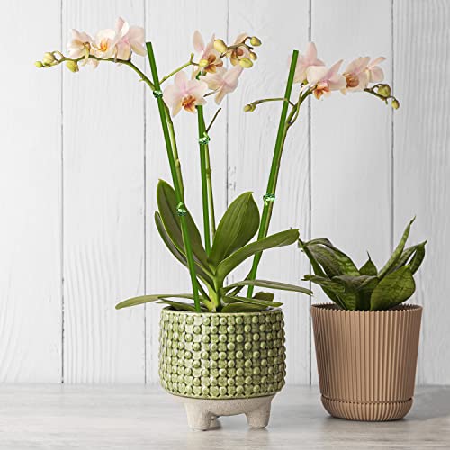 20Pcs Plant Stakes,Plant Sticks,Garden Green Bendable Single Stem Plant Support Stakes for Indoor and Outdoor Plants,Potted Plants,Flowers Orchid Peony Rose-16 Inches - size: 16 Inches