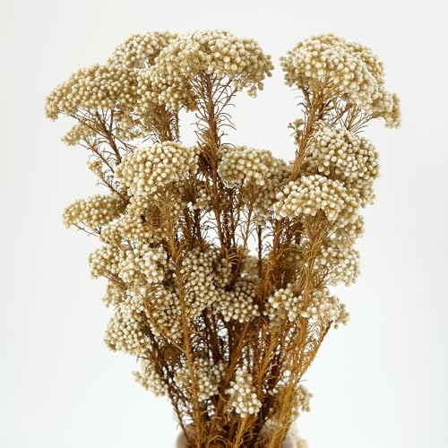 Natural Preserved Millet Flowers Dried Bouquet Flowers and Plants Arrangements for Home and Wedding Decoration (Lvory White) - color: Lvory White