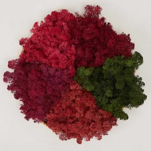 Preserved Reindeer Moss Natural Green DIY Kit Gardenning Art Wall Decor Florist Decor Easter Table Decor Wedding - color: style-17, size: 1 lb