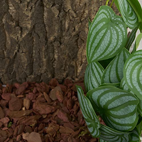 Reptile Plants for Terrarium, Amphibian Habitat Decor Artificial Hanging Plants with Suction Cup - Fake Calathea Orbifolia - color: Fake Calathea Orbifolia