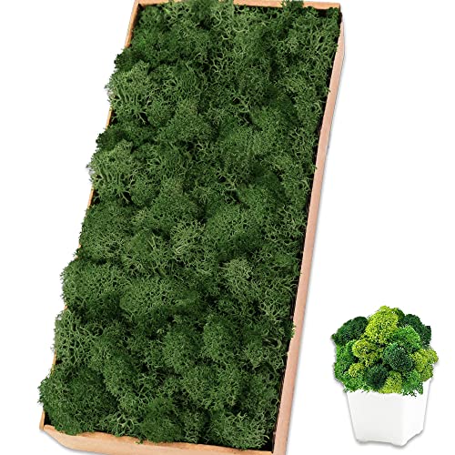 Preserved Reindeer Moss, 17.6 oz Dark Green Decorative Craft Moss for Potted Plants, Fairy Gardens, DIY Wall Art, Floral Arrangements, Christmas Easter Wedding Holiday Decor - color: Dark Green, size: 17.6 OZ