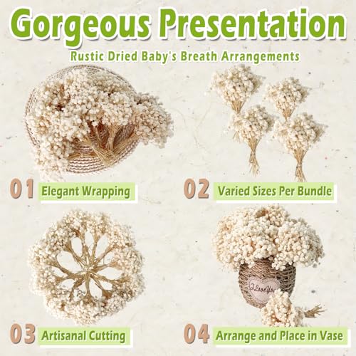 2500+ Mini Dried Babys Breath Flowers, 75 Pcs Ivory White Baby Breath Flowers, Natural Dried Gypsophila Bouquets for Rustic Wedding Decor, DIY Crafts, Gift Wrapping, Vase Arrangement