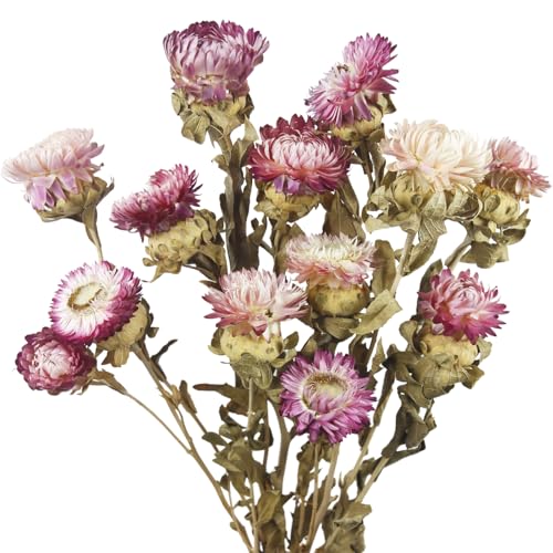 13 Pcs Dried Daisy Flower Bouquet Natural Dried Gerber Daisies Flowers Bundles Real Dried Flowers Mums Chrysanthemum Floral Arrangements for Wedding Party Table Centerpiece Decor Farmhouse - color: Pink