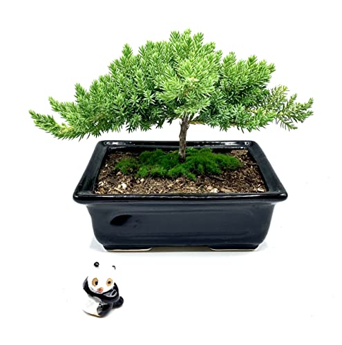 Live Dwarf Juniper Bonsai Tree 4-5years Old with Cute Ceramic Panda | Juniper or Jade Bonsai Tree | Indoor/Outdoor | 100% Handcrafted| Home and Office Décor | Best Gift for Holiday - color: Juniper Smp