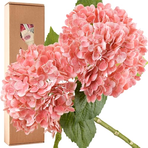 FiveSeasonStuff Blush Pink Apricot Glow Real Touch Hydrangea Flowers – 2 Large Long Stem Artificial Silk Hydrangeas for Floral Arrangements, Home or Wedding Decor – Gift Box Included - color: Blush Pink Apricot Glow (2 Stems)