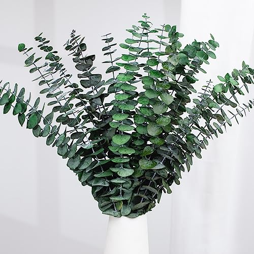 Tavkite 16 Pcs Dried Eucalyptus Stems, 17'' Natural Fresh Eucalyptus Leaves Branches Hanging for Shower, Preserved Real Plant Live Greenery for Home SPA Wall Bathroom Wedding Party Vase Decor - color: Green