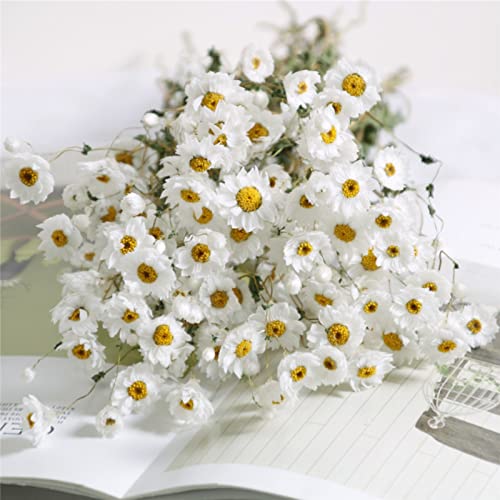 Dried Daisy Flowers Bouquet, 200+ Real Dry White Flowers with Stems, 17'' Gerber Daisies Arrangements for Wedding, Farmhouse Vase Decorations, DIY Home Party Wildflower Decor