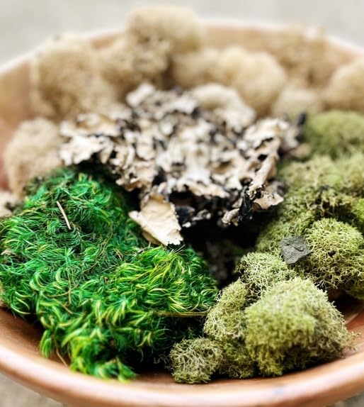 Quality Growers - The Moss Collection Variety Pack - Natural Decorative Moss - Crafts, Home Decor, Art, Design & DIY Projects - Non-Toxic - Made in USA - Original, Medium - color: Original, size: Medium