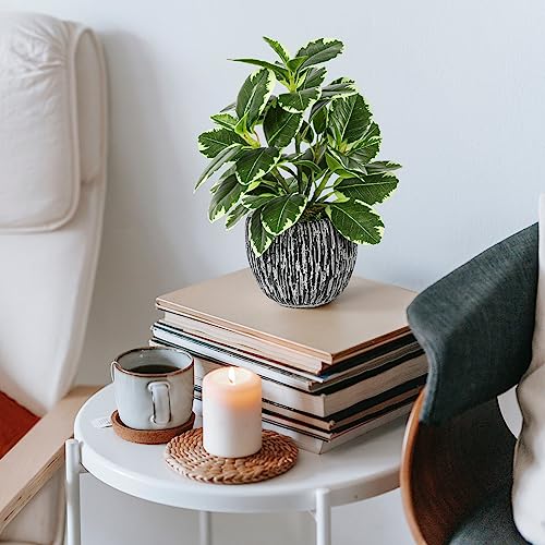 Artificial Plants Indoor Outdoor, Faux Variegated Oak Leaf Plant, Fake Potted Plants Artificial Decor for Coffee Table Desk Shelf, Faux Plants Indoor for Living Room Bathroom Bedroom Entryway Office - color: Green#02