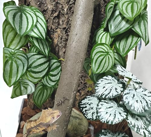 Woyrise 2 Pack Reptile Plants, Terrarium Hanging Plant Vines, Artificial Leaves with Suction Cup, Bearded Dragon Tank Accessories for Gecko Lizard Snake Frog Tortoise Decorations - Calathea Orbifolia - color: Calathea Orbifolia