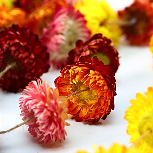 Christmas Decorations, 10ft Dried Flowers Garland Real Daisy Sunflower Garlands Dry Flower Chain with 42 Colorful Flower Heads for Boho Home Wedding Party Wall Hanging Bridal Window Indoor Decor - size: 1PCS-10FT-Multi-color
