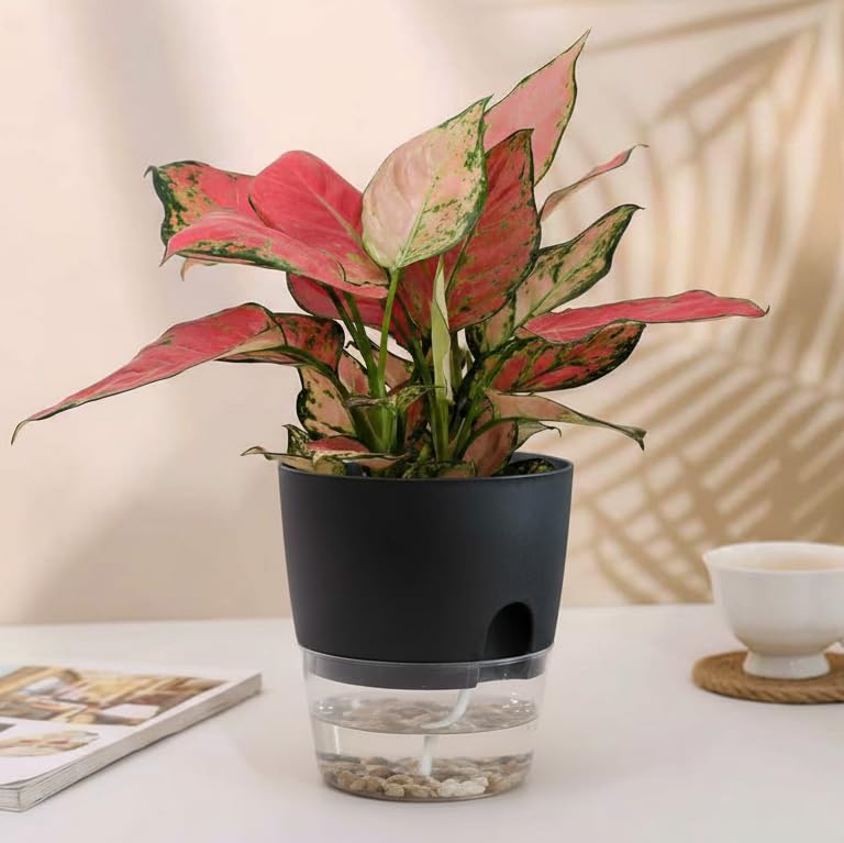 Vanavazon 6 Inch Self Watering Planter Pots for Indoor Plants, 3 Pack African Violet Pots with Wick Rope-Black - color: Black