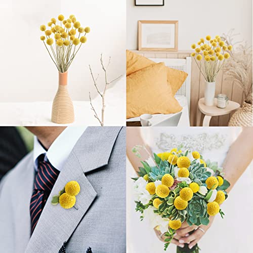 Uieke 30Pcs Natural Dried Flowers Craspedia Billy Balls Flowers Billy Buttons Floral Bouquet for Flower Arrangements Wedding Home Tall Vase Decor Yellow - color: Yellow-30mm-30pcs