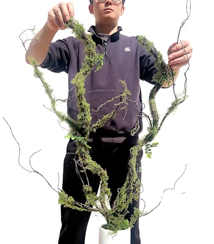 43 inches Moss Twig Vines Artificial Trees Branches Jungle Climber Fake Greenery Twigs Trunk with Greenery for Home Decor Garden Landscape Hanging Reptile Habitat Decor (Green - Pack of 2) - color: Green - Pack of 2