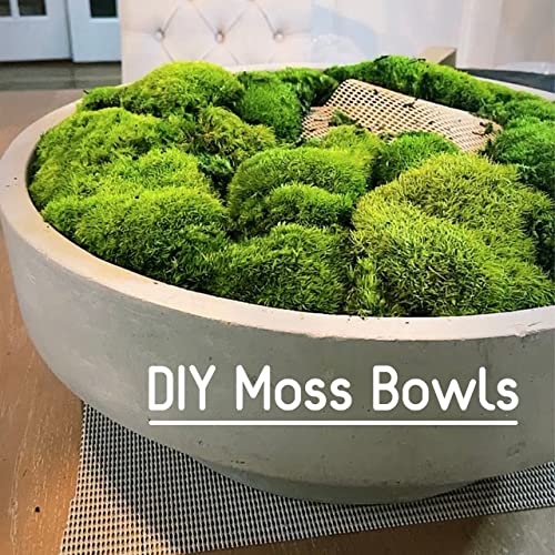 Preserved Pole Moss Pillow Bun Cushion Natural Green Decorative Real Natural Green DIY Kit Terrariums Gardenning Art Wall Decor Florist Decor Easter Table Decor Wedding(12.0 sq.ft., Green-B) - color: Green-b, size: 12.0 sq.ft.