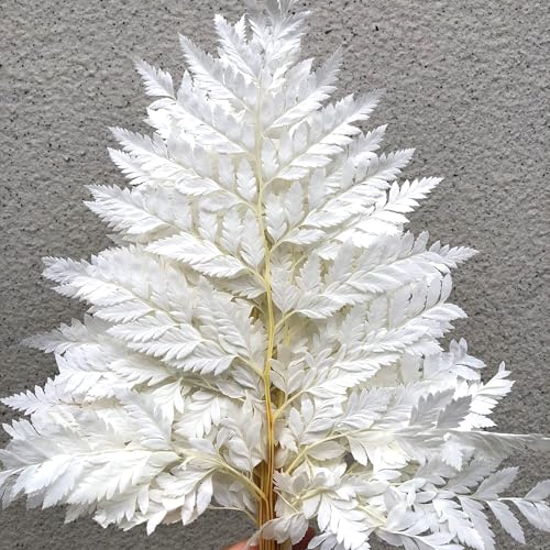 Preserved Real Ferns Dried Fern Tips Stems Wedding Garlands Home Decorations Bouquets Flower Arrangements Wall Hanging Dried (White)(10 Stems) - color: White-f-10