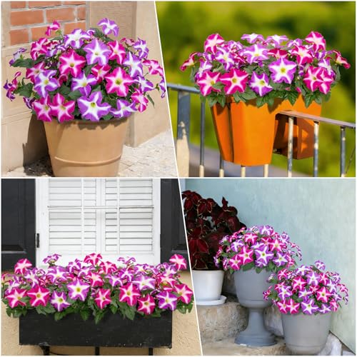 Artificial Flowers for Outdoors, 4 Pcs Realistic Fake Flowers Petunias UV Resistant Silk Morning Glory Faux Plants for Outdoor Planters Balcony Yard Window Box Porch Garden Home Outside Decor - color: Fuchsia