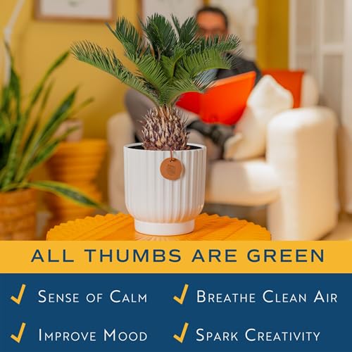 Costa Farms Live Sago Palm, Easy to Grow Live Indoor Plant, Houseplant in Decorative Pot, Home and Room Decor, 1 Foot Tall - style: Palm, Medium (14-16 Inches Tall), in Modern Décor Planter