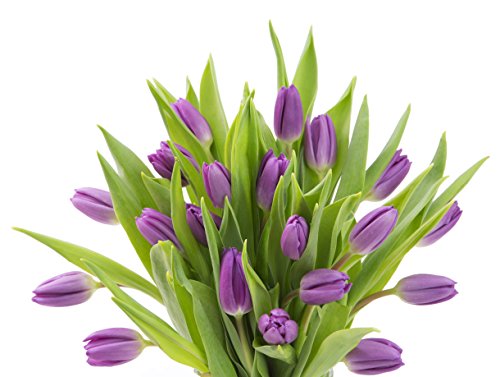 KaBloom - 20 Purple Tulips with Vase Direct Fresh - Fresh Flowers for Birthday, Valentine's & Mother's Day - color: Purple, size: 20, style: With Vase
