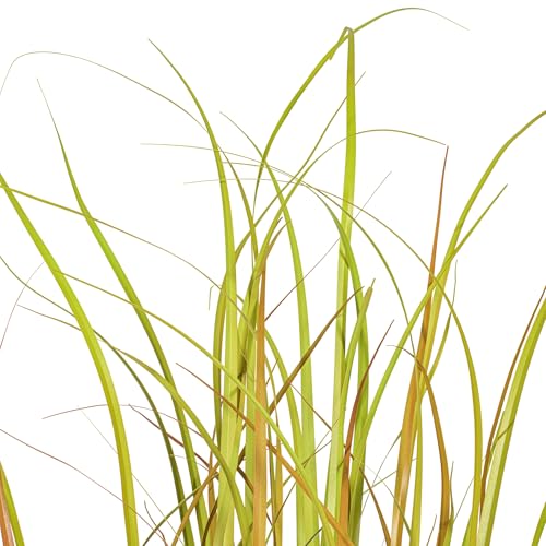Vickerman Everyday 48" Artificial Mixed Brown Grass with Black Plastic Pot - Faux Grass Plant Decor - Home Or Office Indoor Greenery Accent - size: 48 in