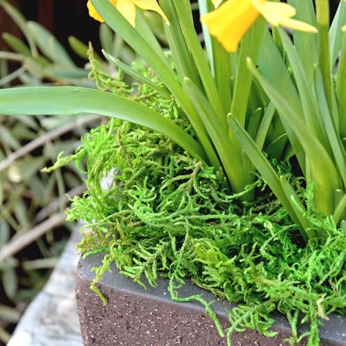 SuperMoss Forest Moss Preserved Lasting Decorative Long Fibers for Potted Plants and Crafts, Fresh Green - color: Fresh Green, size: 120 cu in