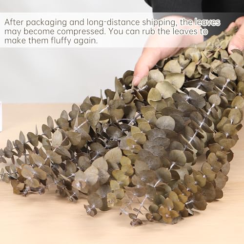 Tavkite 16 Pcs Dried Eucalyptus Stems, 17'' Natural Fresh Eucalyptus Leaves Branches Hanging for Shower, Preserved Real Plant Live for Home SPA Wall Bathroom Wedding Party Vase Decor - color: Natural