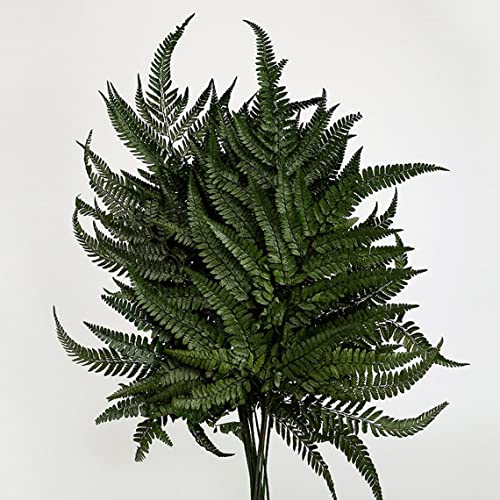 Preserved Real Ferns Dried Tips Stems Wedding Garlands Home Decorations Bouquets Flower Arrangements Wall Hanging (Dark Green) - color: Green