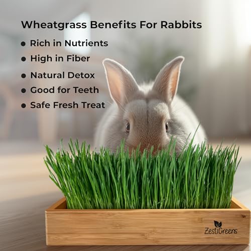 Rabbit Grass Growing Kit – Easy, Self-Watering System for Fresh, Healthy Indoor Greens - color: Rabbit Grass Kit
