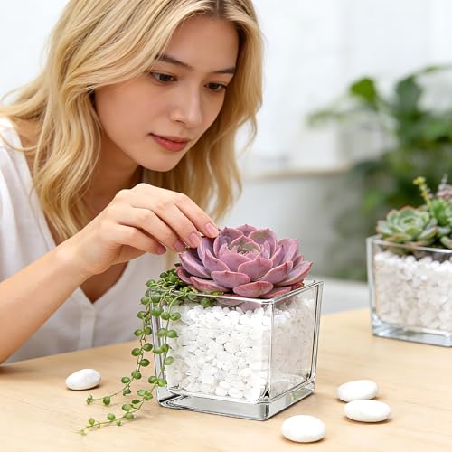 6 Pack Square Glass Vase 4" x 4" x 4", Clear Cube Vases for Centerpieces, Thickened Glass Flower Vases, Plant Terrarium, Floating Candle Holder for Wedding Party, Office/Home Decor, Events - size: 4"-6Pack