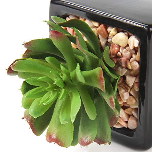 Hollyone Small Succulents Artificial 3 Pcs Faux Succulents in Pots Fake Succulent Plants with Black Ceramic Pots for Modern Home Office Desk Bathroom Shelf Living Room Decor - color: 3pack - Black Ceramic