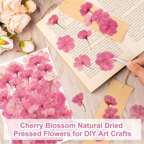 101 PCS Pressed Cherry Blossom for Crafts, Pink Dried Pressed Flowers for Resin DIY Jewelry Making Cake Card Scrapbook Decor, Dried Sakura Flowers for Soap Candle Making - size: Cherry