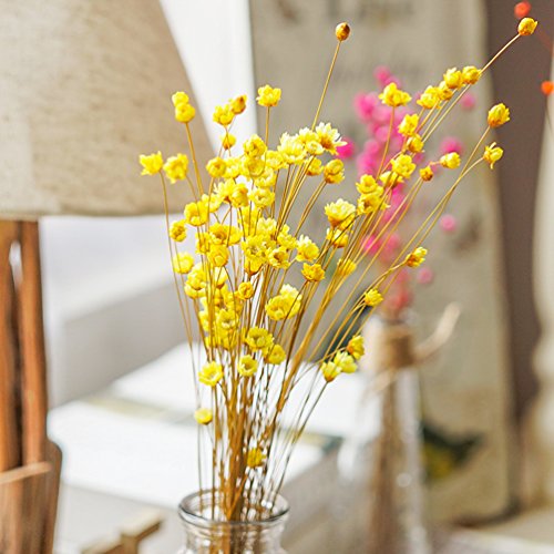 100 Stems Natural Dry Flowers Brazilian Small Star Daisy Decorative Dried Flowers Mini Daisy Chamomile Bouquet for Wedding Floral Arrangements Home Decorations (Autumn Color) - color: Autumn Color