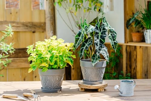 Melphoe Plant Pots Indoor with Drainage & Saucer, 2Pack 7 inch Flower Pots Outdoor Planters for Indoor Plants Garden Home Decor Cactus Succulent, Rigid Plastic (Imitation-Terracotta) Vine-Embossed - color: Cement Grey Color, size: 7''