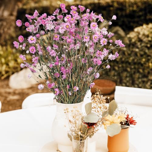 CITYES Dried Daisy Flowers Bouquet Dried Flowers Pink with Stems Real Chrysanthemum Gerber Daisies Arrangements for Wedding Farmhouse Vase Decorations DIY Home Party Wildflower Decor