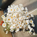 Dried Daisy Flowers Bouquet, 200+ Real Dry White Flowers with Stems, 17'' Gerber Daisies Arrangements for Wedding, Farmhouse Vase Decorations, DIY Home Party Wildflower Decor